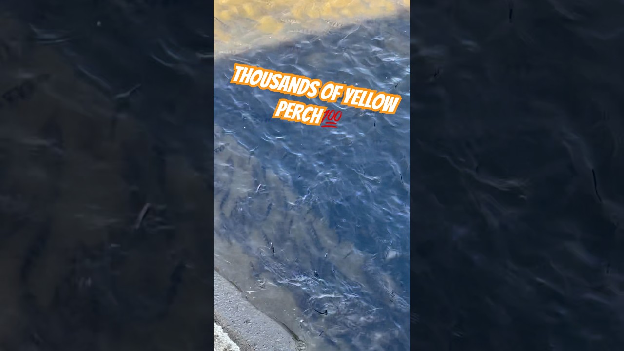 💥Yellow Perch Spawn in New Jersey💥 #shorts #fishing #shortsfeed