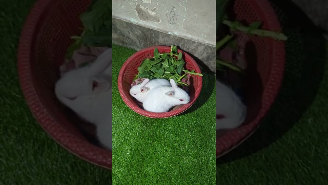 Kidco Pets is live!