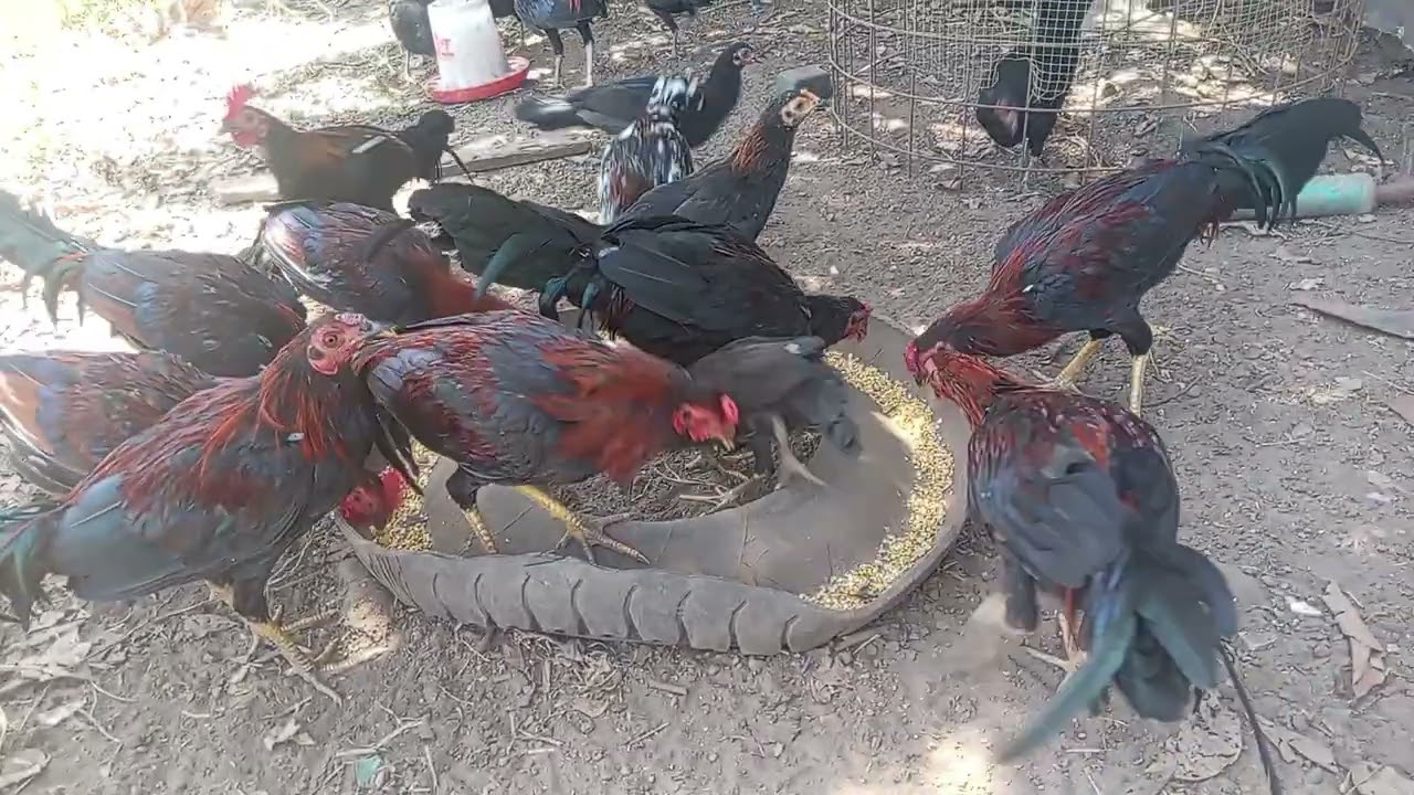¿QUERÉS COMPRARME UN POLLO?  Escríbeme. #gallosfelices #gallina #gallos 