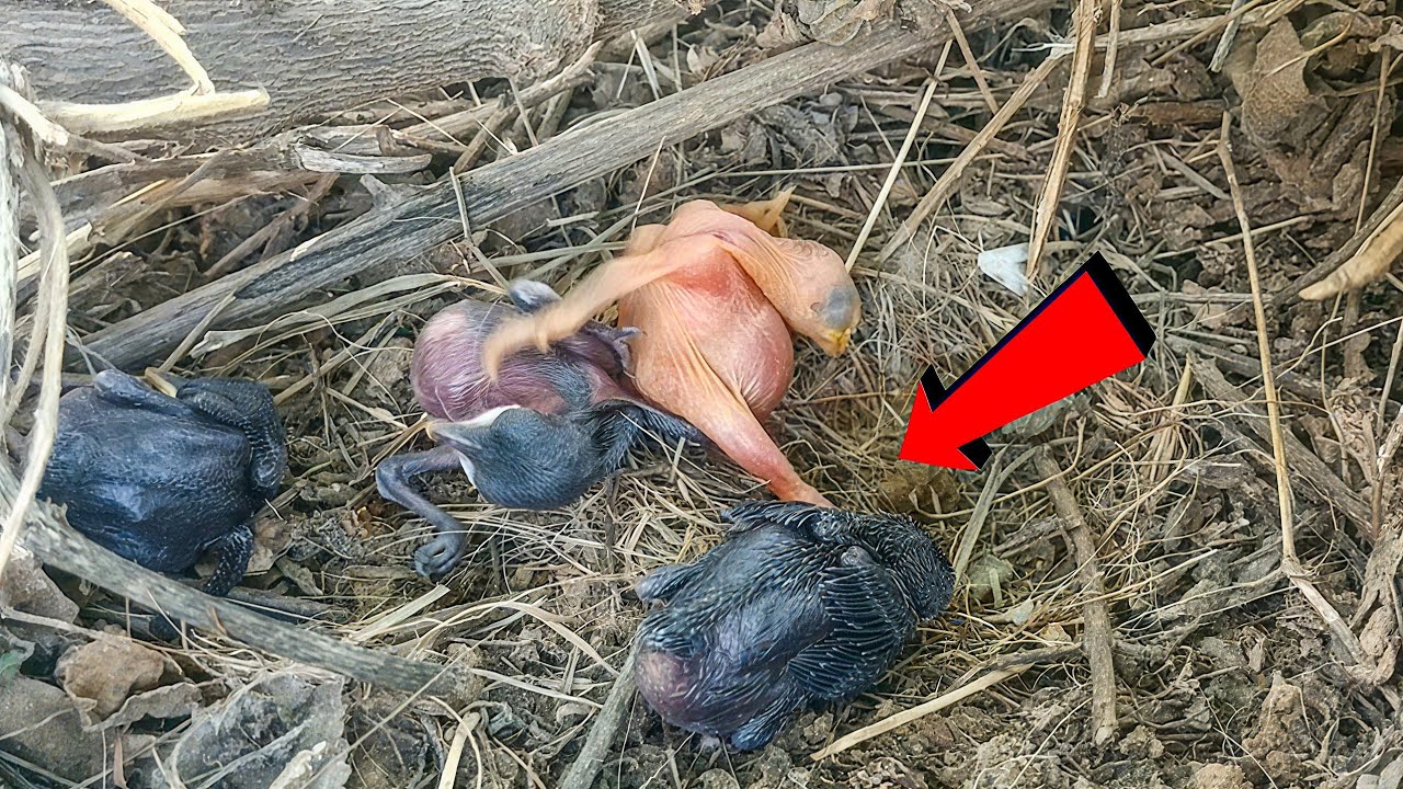 Cuckoo baby is pushing the other babies very hard