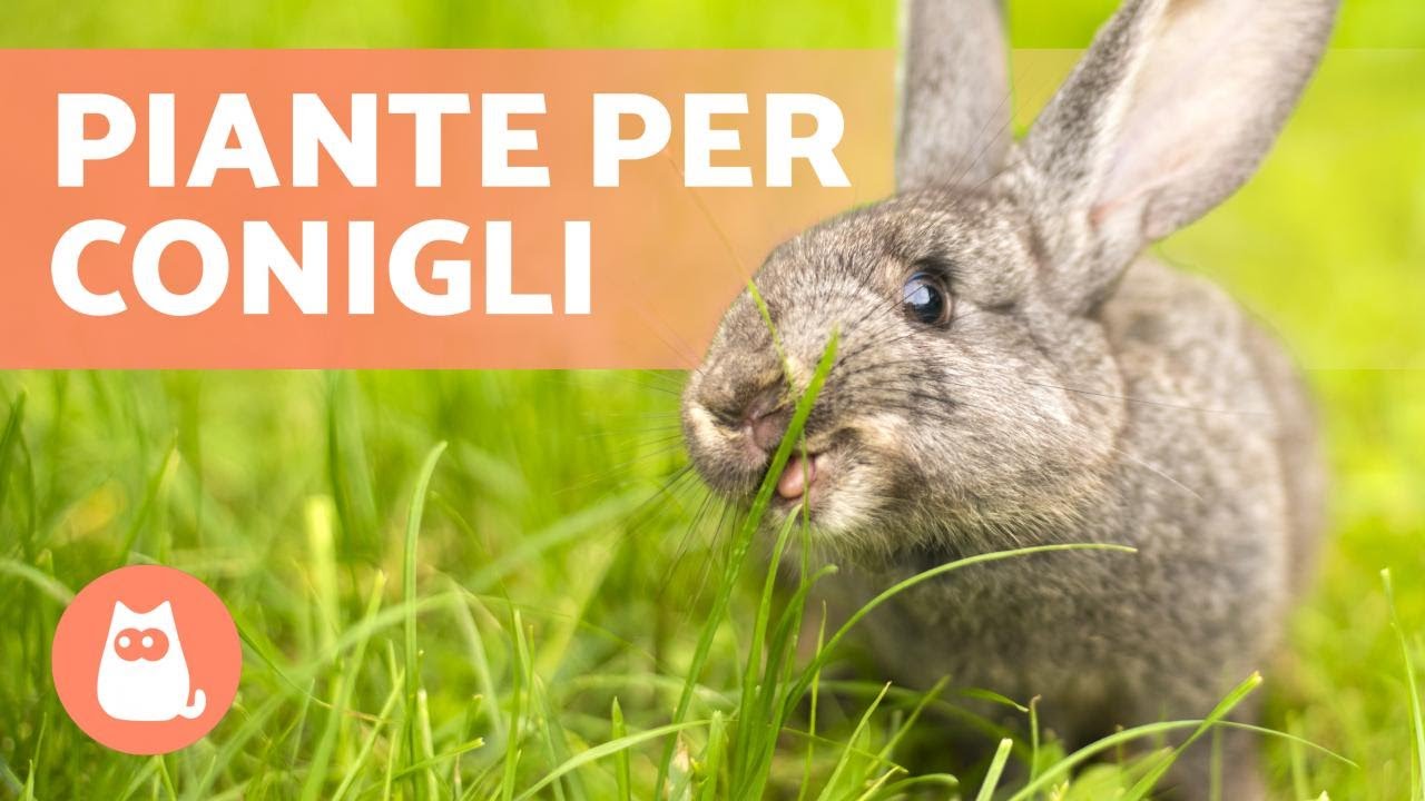 Piante COMMESTIBILI per CONIGLI🐰🌿 (Radici, Steli, foglie ed Erbe selvatiche)