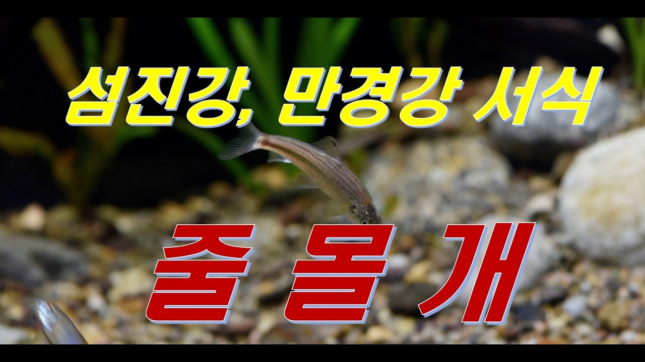 섬진강, 영산강 서식 줄몰개