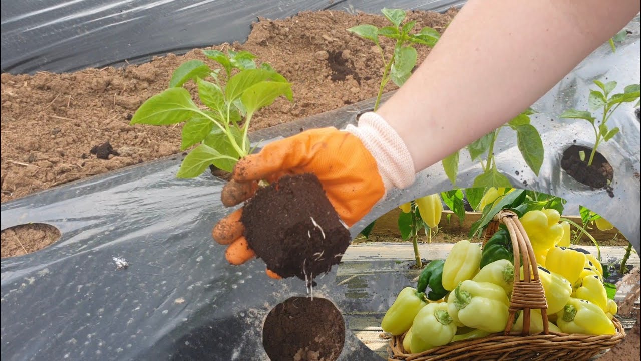 Как вырастить рассаду перца? Важно знать правильные условия!