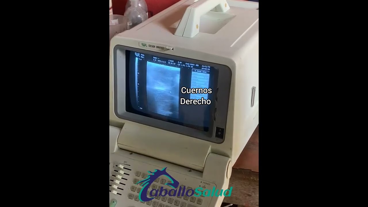 Revisión Ginecológica Yegua Paso Fino para servirla con padrillo o inseminación #TecnicaRodriguera