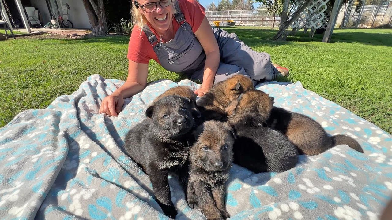 Eddie X Jahna puppies