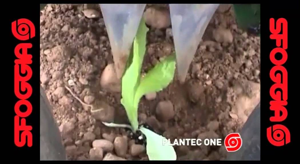 Plantec One