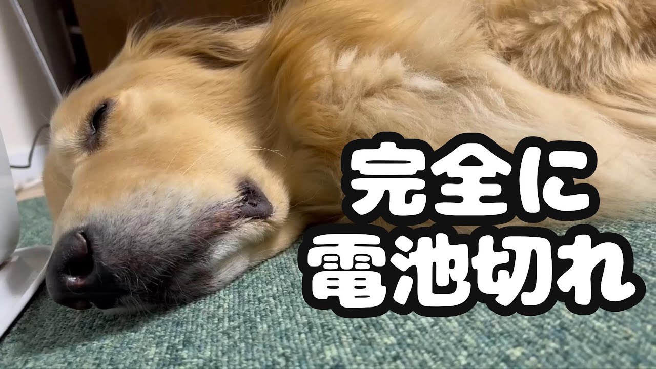 「犬OK？」不安だらけで初詣に行った結果【ゴールデンレトリバー】