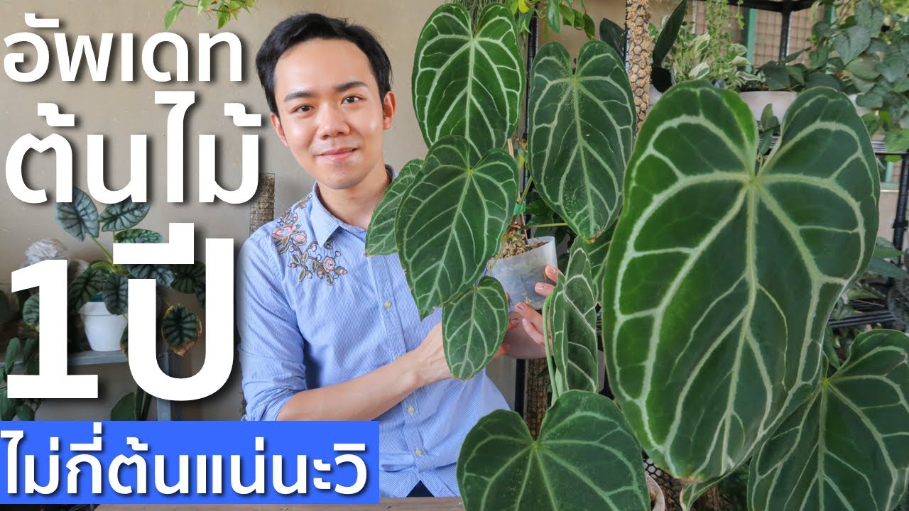 อัพเดทต้นไม้ 1ปี ต้นไหนโตต้นไหนร่วงมาดูกัน | Uncle Bank