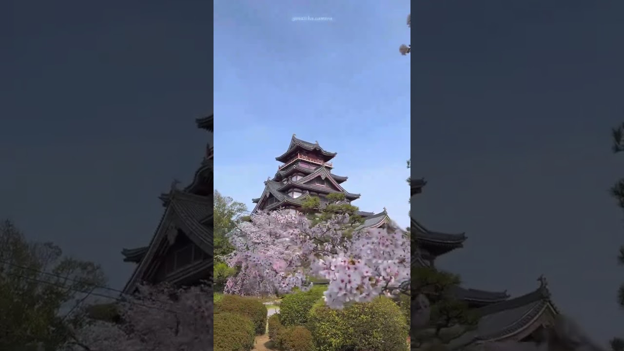 Fushimi-Momoyama castle brings cherry blossom 🌸