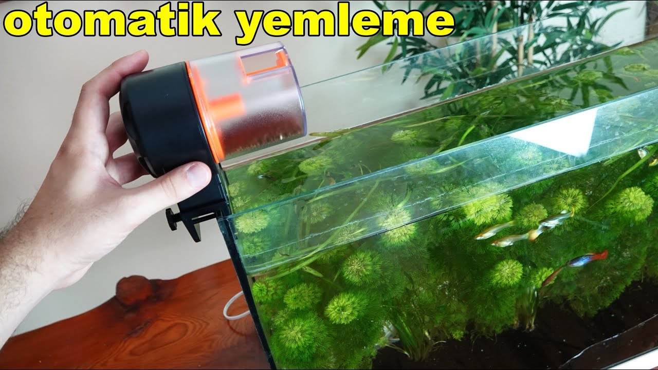 Tatilde Balıklara Kim Bakacak - Otomatik Balık Yemleme Makinası Akvaryum