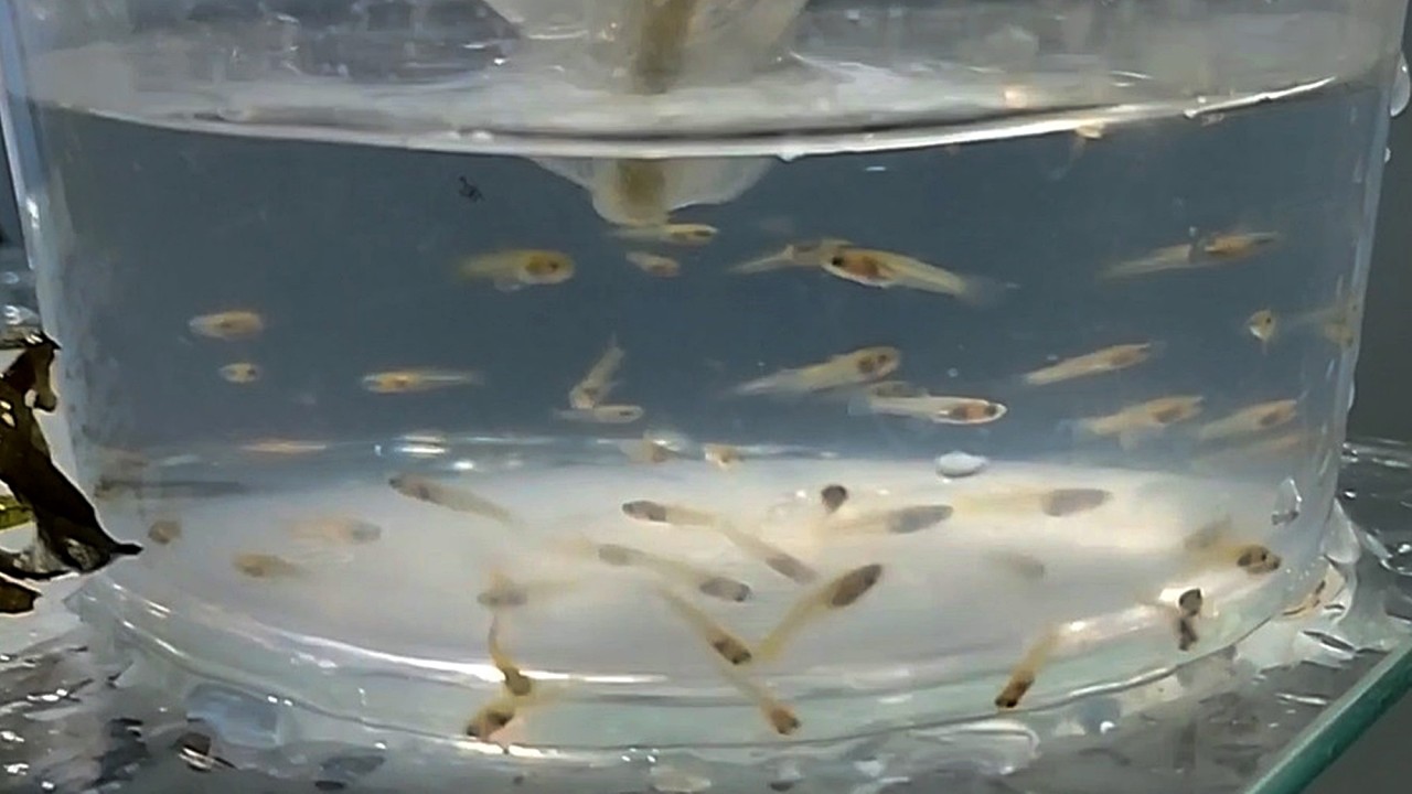 Atualização da criação de peixes do meu irmão Rodrigo 09/02/2026