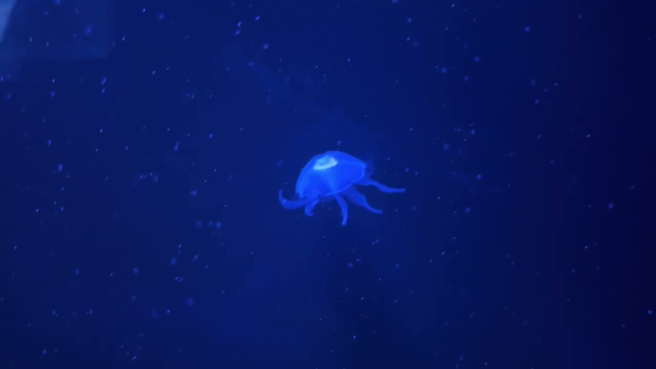 South American Sea Nettles and Moon Jellyfish