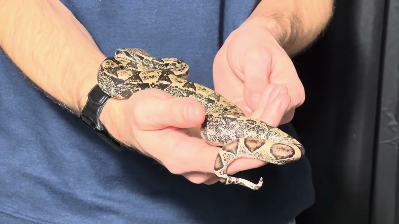 1 of only 2 male IMG Ghost boas produced this year. 25-15M