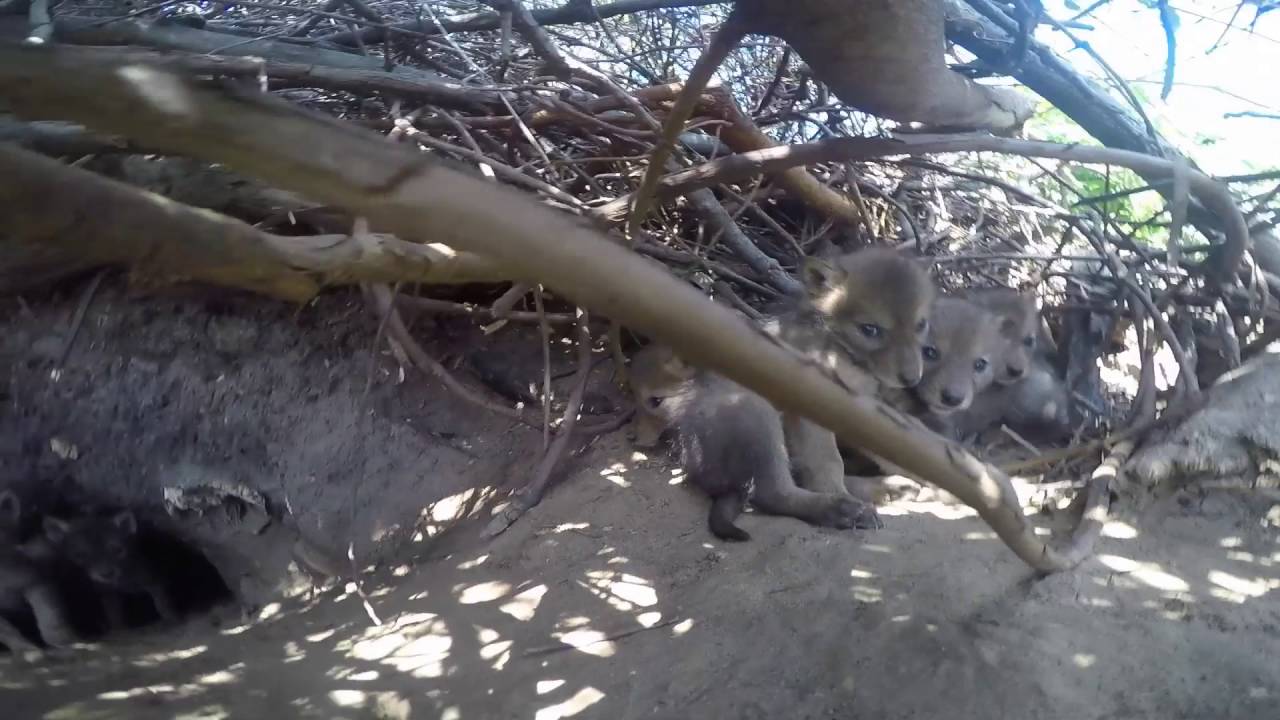 Coyote puppies