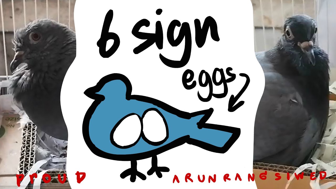 Female Pigeon's 6 Pregnant Signs or Egg Development Period
