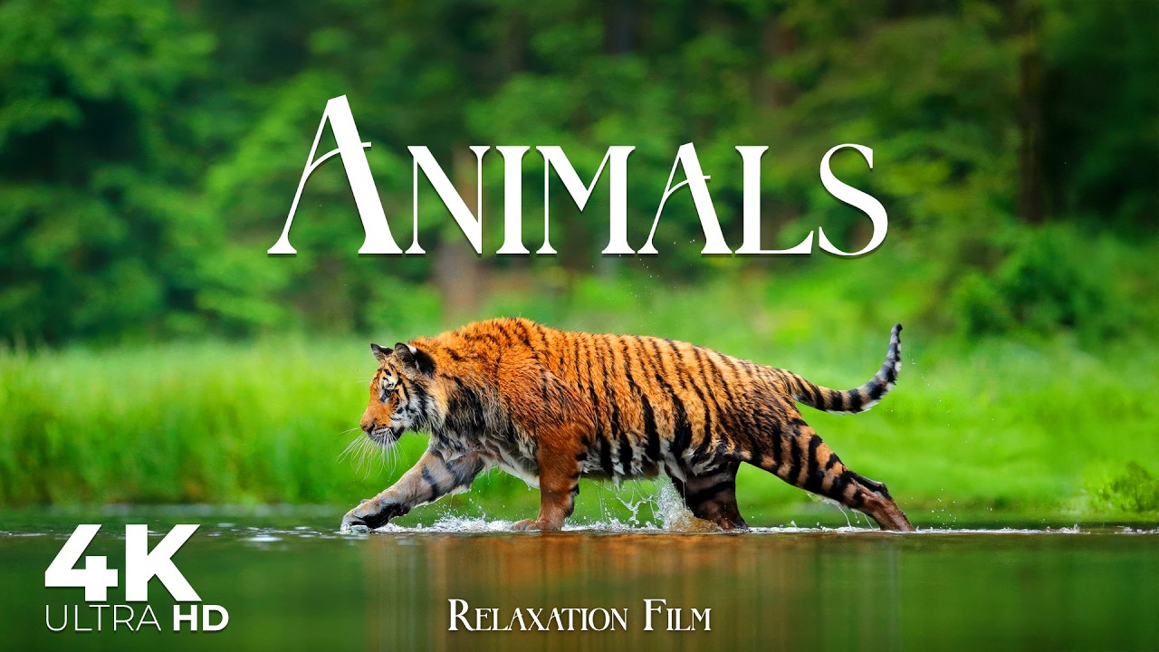 Animals 4K &bull; Relaxation Film with Peaceful Meditation Music