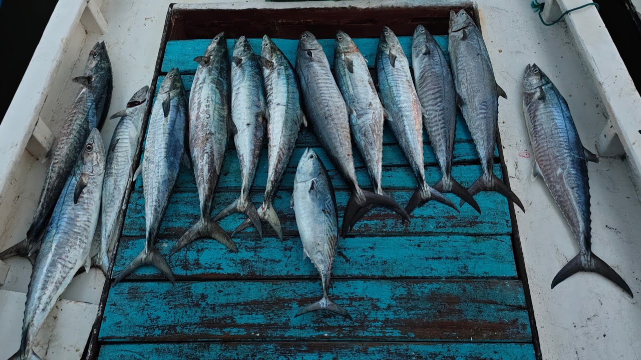 Untuk wilayah laut jepara & sekitarnya sudah mulai musim ikan tenggiri