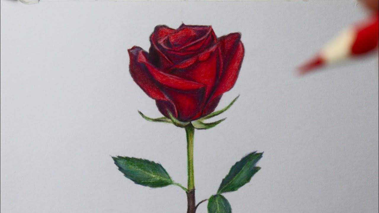 Como desenhar uma Rosa realista - PASSO A PASSO - narrado