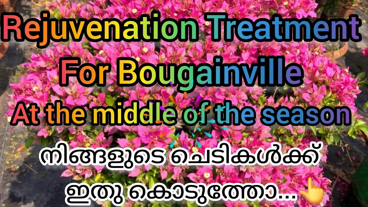 Rejuvenation Treatment for Our Beloved Bougainville plants. ഇടക്കാല ആരോഗ്യ സംരക്ഷണം 