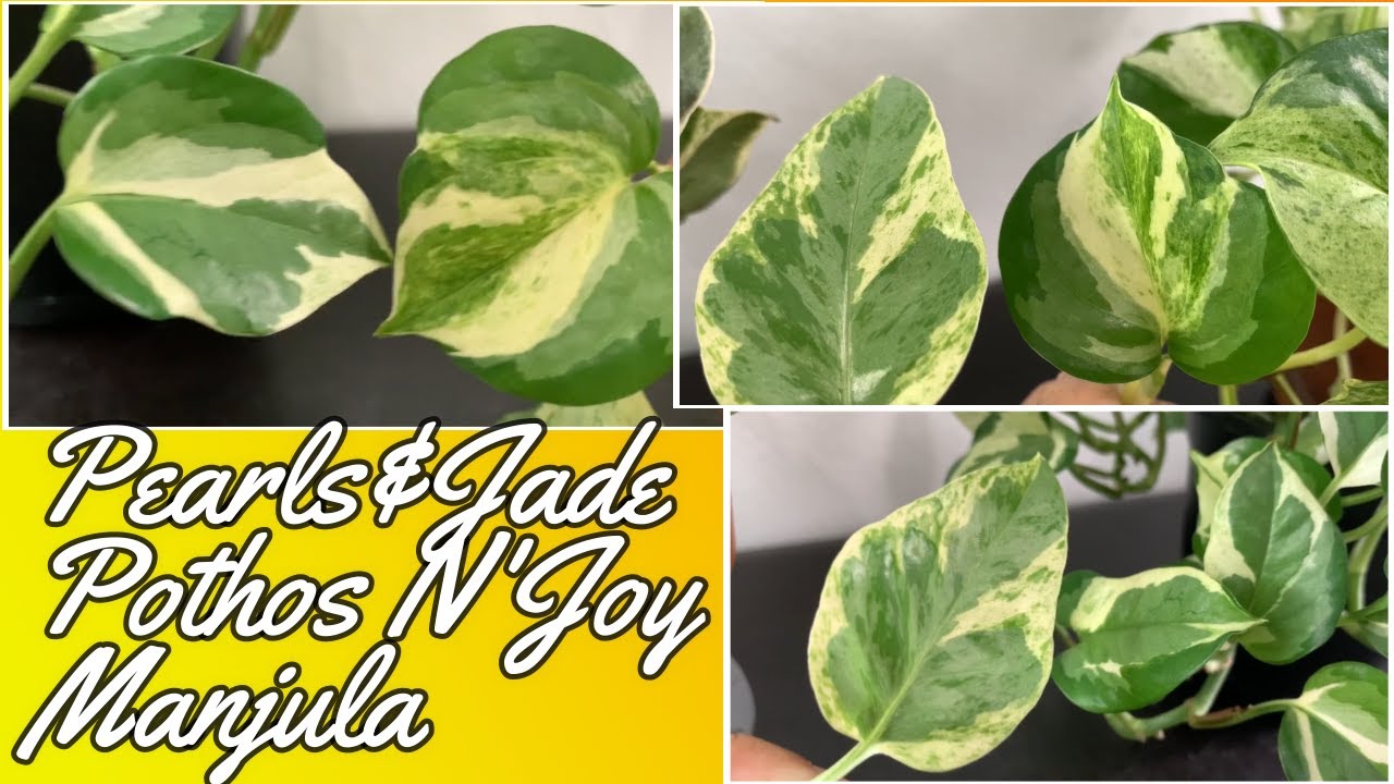 Pothos Pearls and Jade vs Pothos N' Joy vs Manjula Pothos | Differences of the Three Varieties
