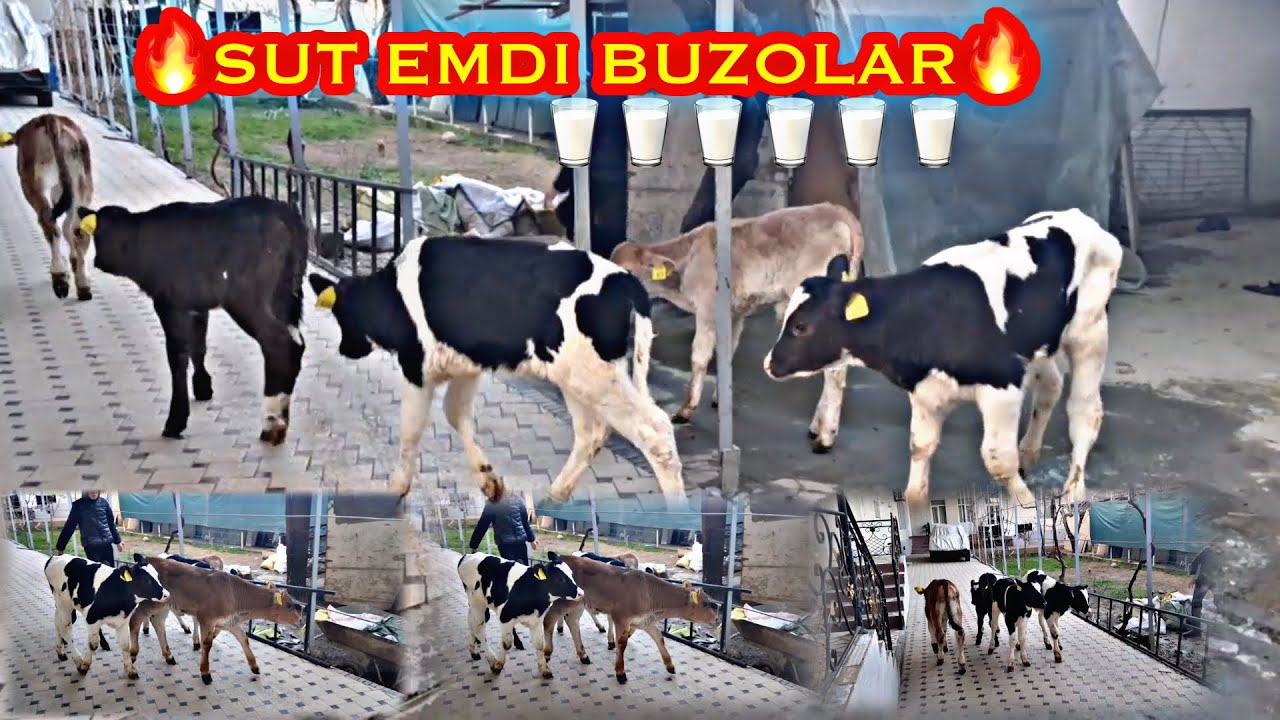 🔥SUT EMDI BUZOQLAR 🔥 100% ISHONCHLI JOYIDAN 👍👍 TOSHKENT 97 774 92 99