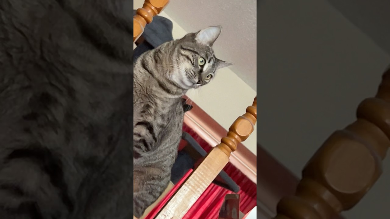 I caught the kitty in the Wi-Fi jar jk video 🤣