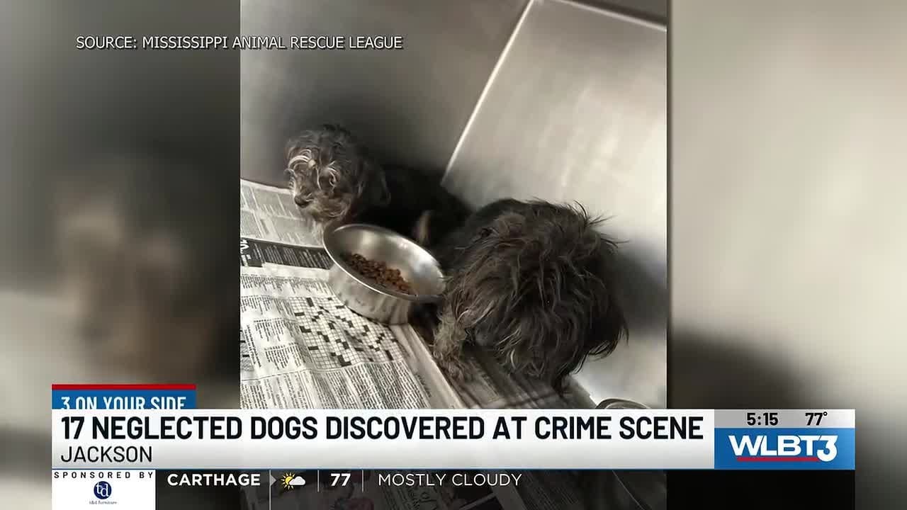 Over a dozen dogs recovered from crime scene in Jackson