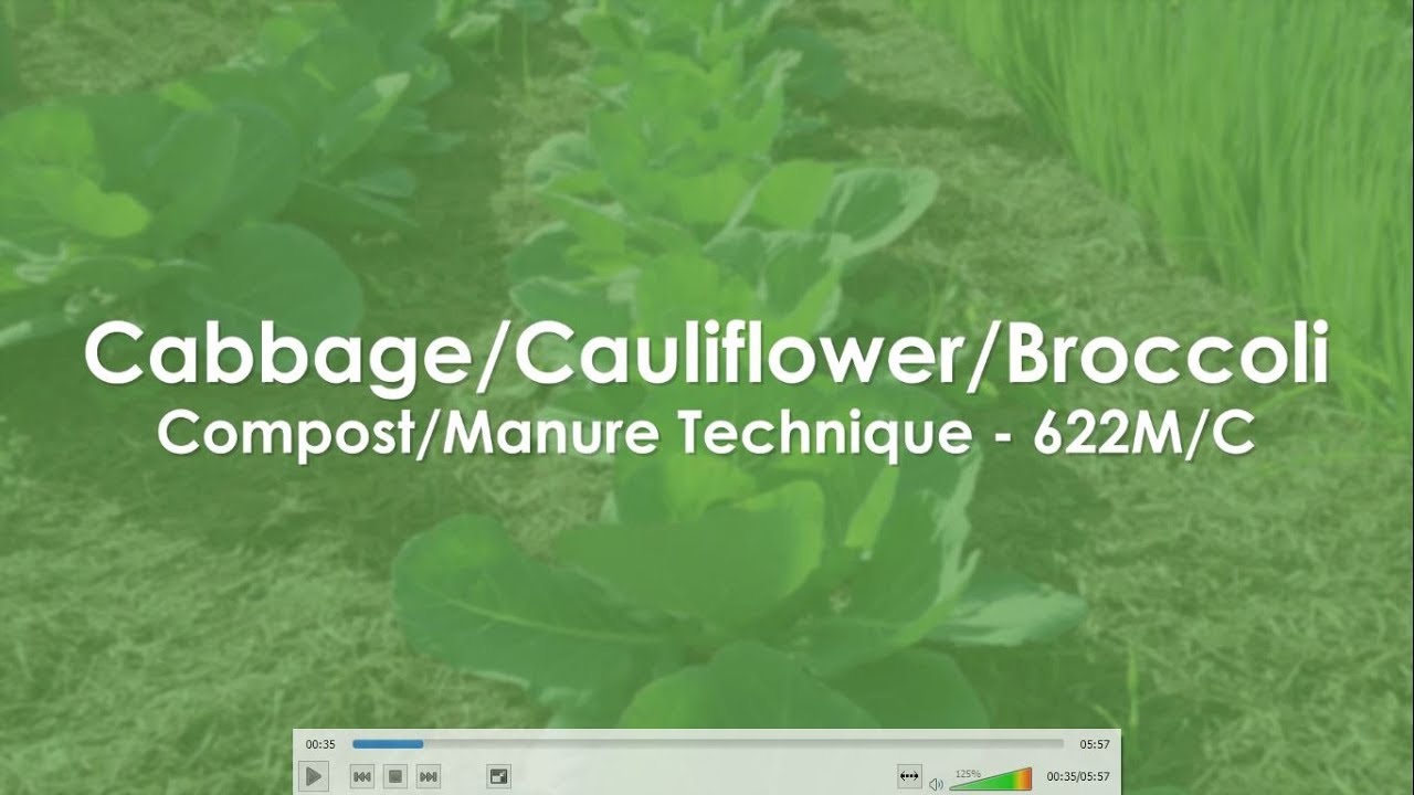 Cabbage, Cauliflower, Broccoli 622MC