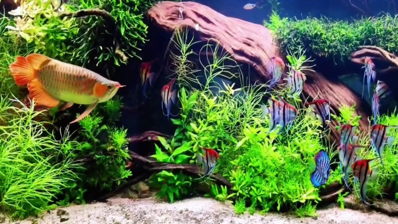 Super Red Arowana and Angelfish in a Perfect Aquascape Setup