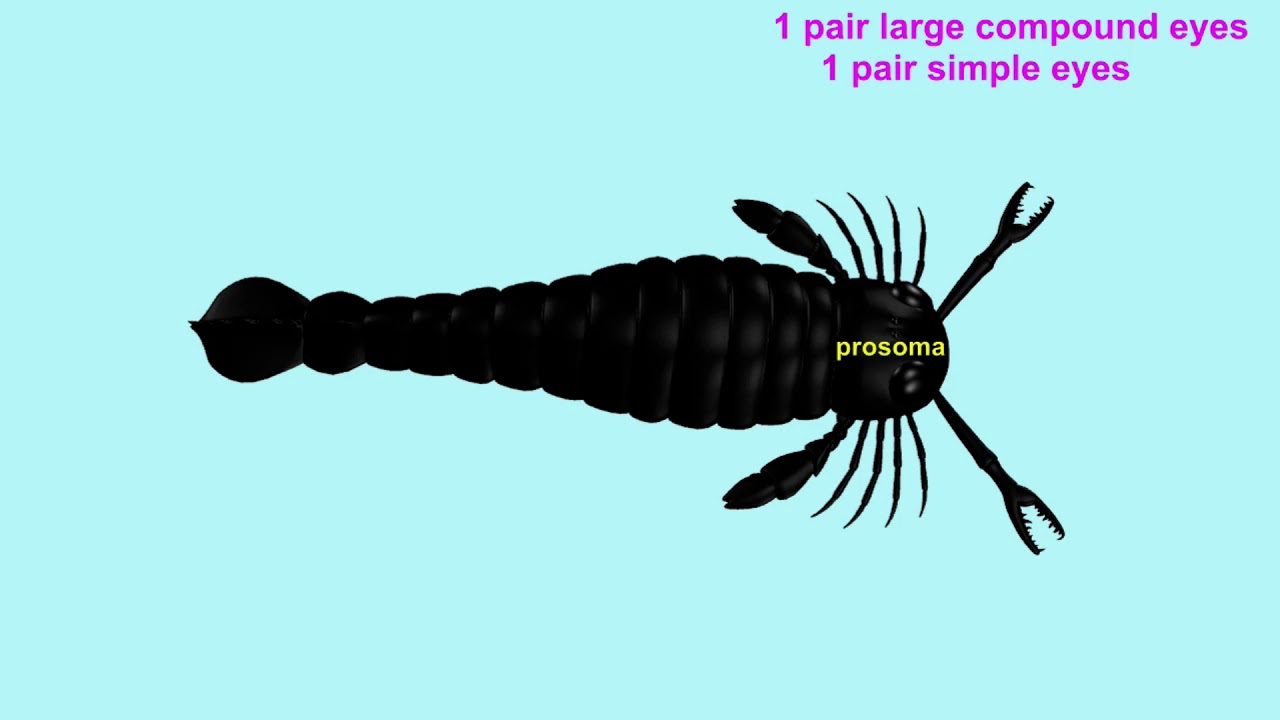 EURYPTERIDS (sea scorpions)