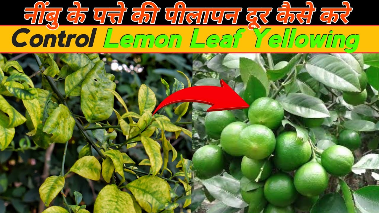 Control Lemon Leaf Yellowing 100% | नींबु के पत्ते की पीलापन आसानी से दूर करे | Lemon Major Care