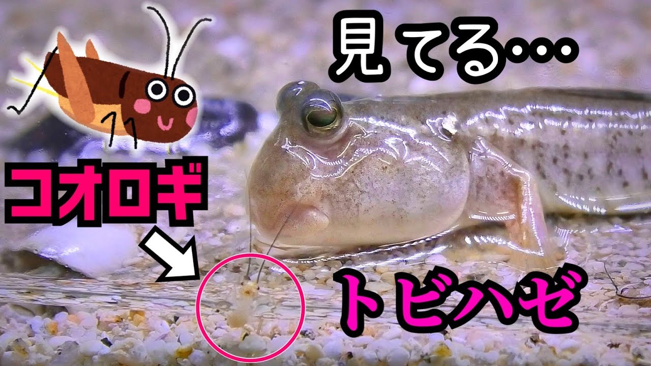 大量の生きたコオロギをトビハゼ水槽に入れたら…