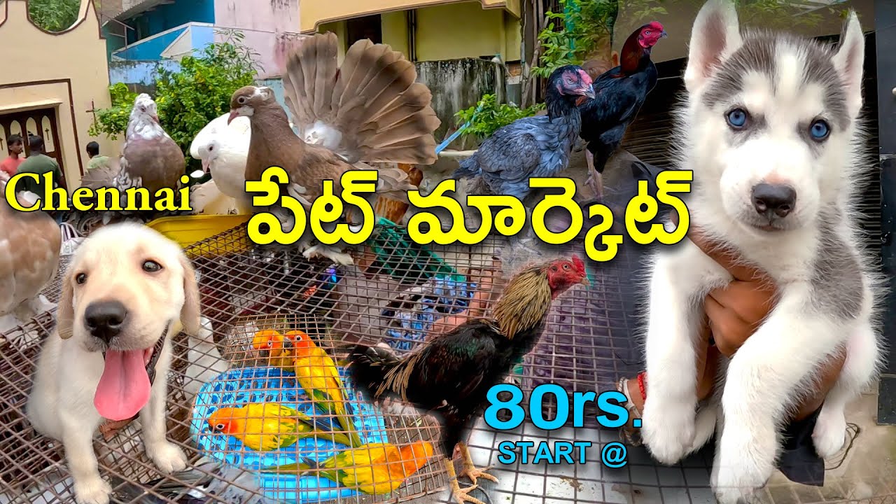 Chennai Sunday pet market || Broadway Pet market || చెన్నై లోని సండే పేట్ మార్కెట్ OCT 12 Updated.