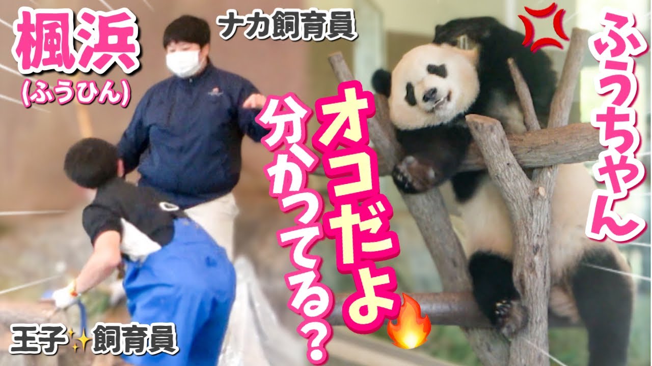 【パンダアイドル楓浜】ナカさ〜ん何処行ってんの⁉️ふうちゃんオコ💢して危ないよ〜🐼早く来て〜♡