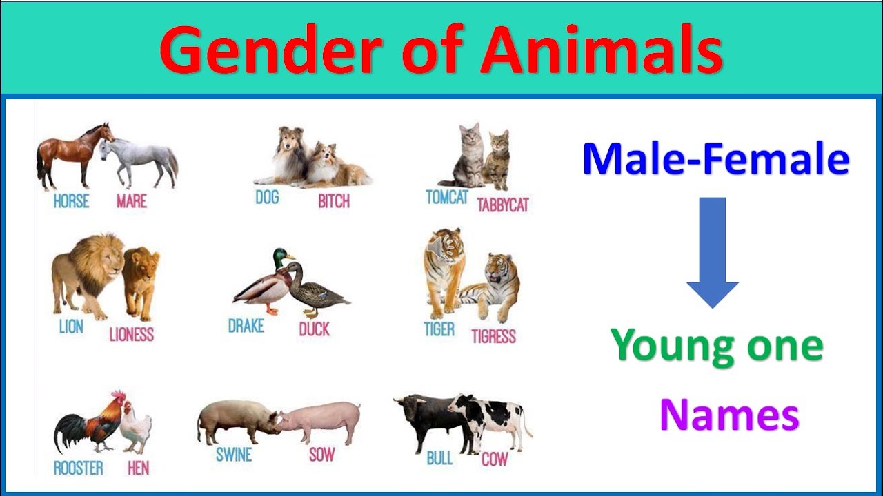 Gender of Animals |male female and young one animal names |#animalnames |#EToddlers