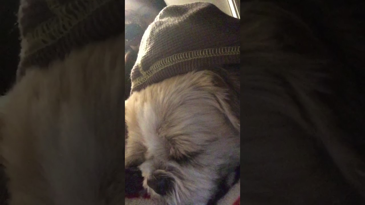 My mom dragged me outside in my underwear!!!(chilling with my mom and dog)