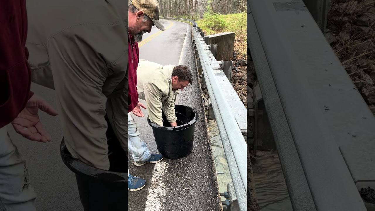 Huge rainbow trout getting stocked in West Virginia on Three Forks Creek