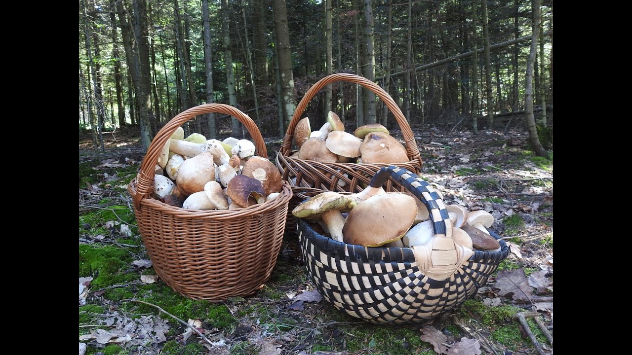 Zn&oacute;w pełne kosze. Trzeci dzień grzybobrania