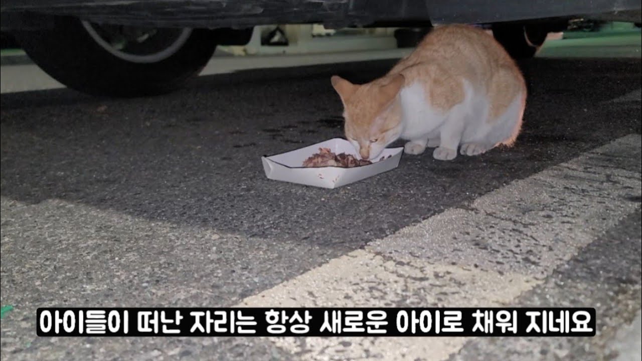 고별로 떠난 자리에 새로운 아이가오고 로드킬 목격한 아이들은 몇일간 밥도 잘 못먹었어요 