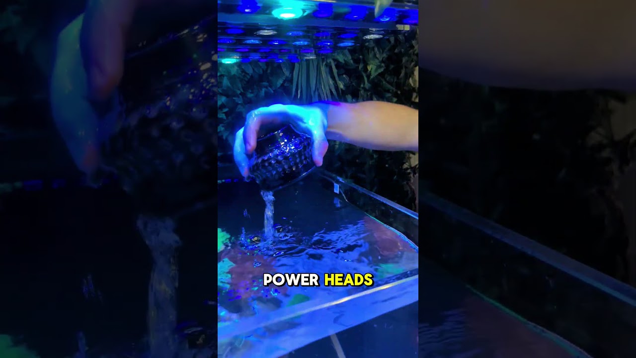 What's my secret to clean white sand in my reef aquarium?🪥🫧 #reef #aquarium #coral #fishtank