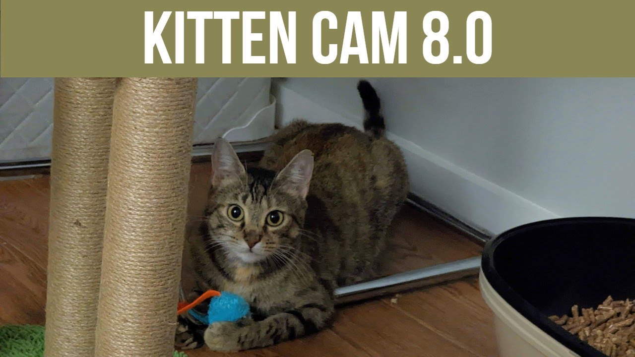 Kitten Cam 8.0 - Day 7 - Pumpkin