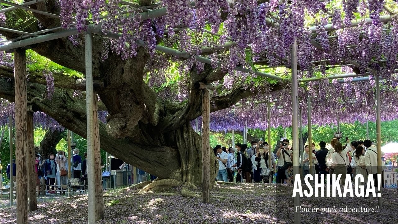 Ashikaga flower park