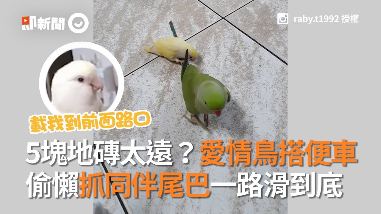 愛情鳥搭便車！偷懶抓同伴尾巴滑過5塊地磚...｜寵物｜愛情鳥