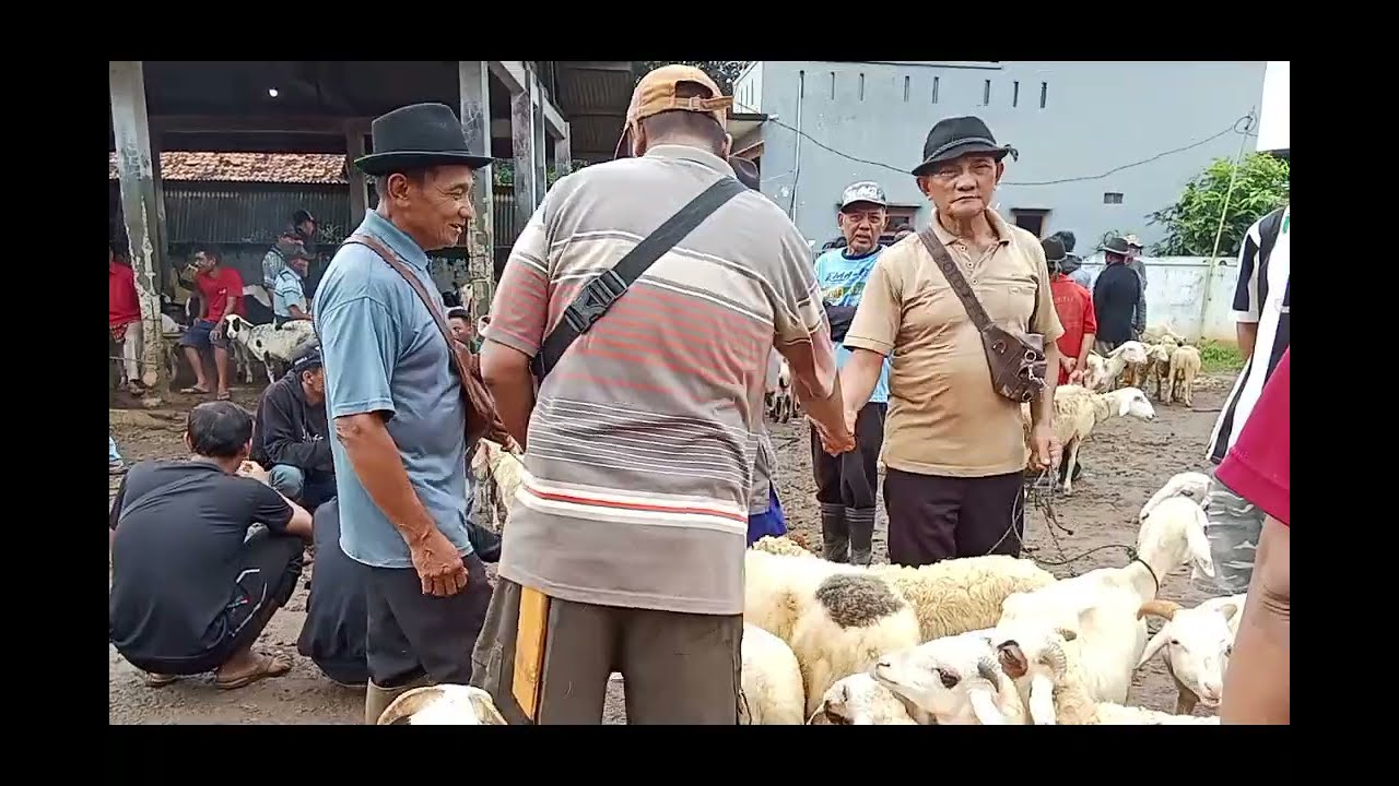 Update Harga Pasar Hewan Purwadadi Kabupaten Subang, Sabtu 21 Februari 2026
