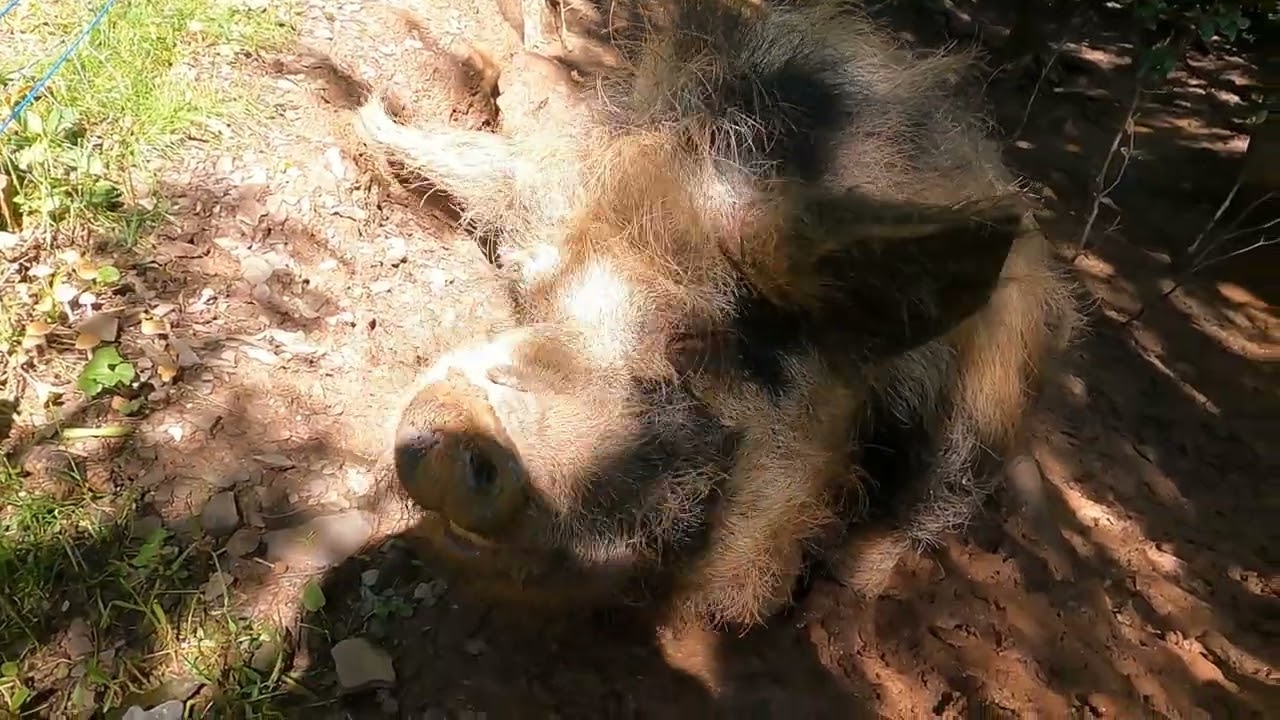 Greifvogelpark Saarburg (Kurzvideo)