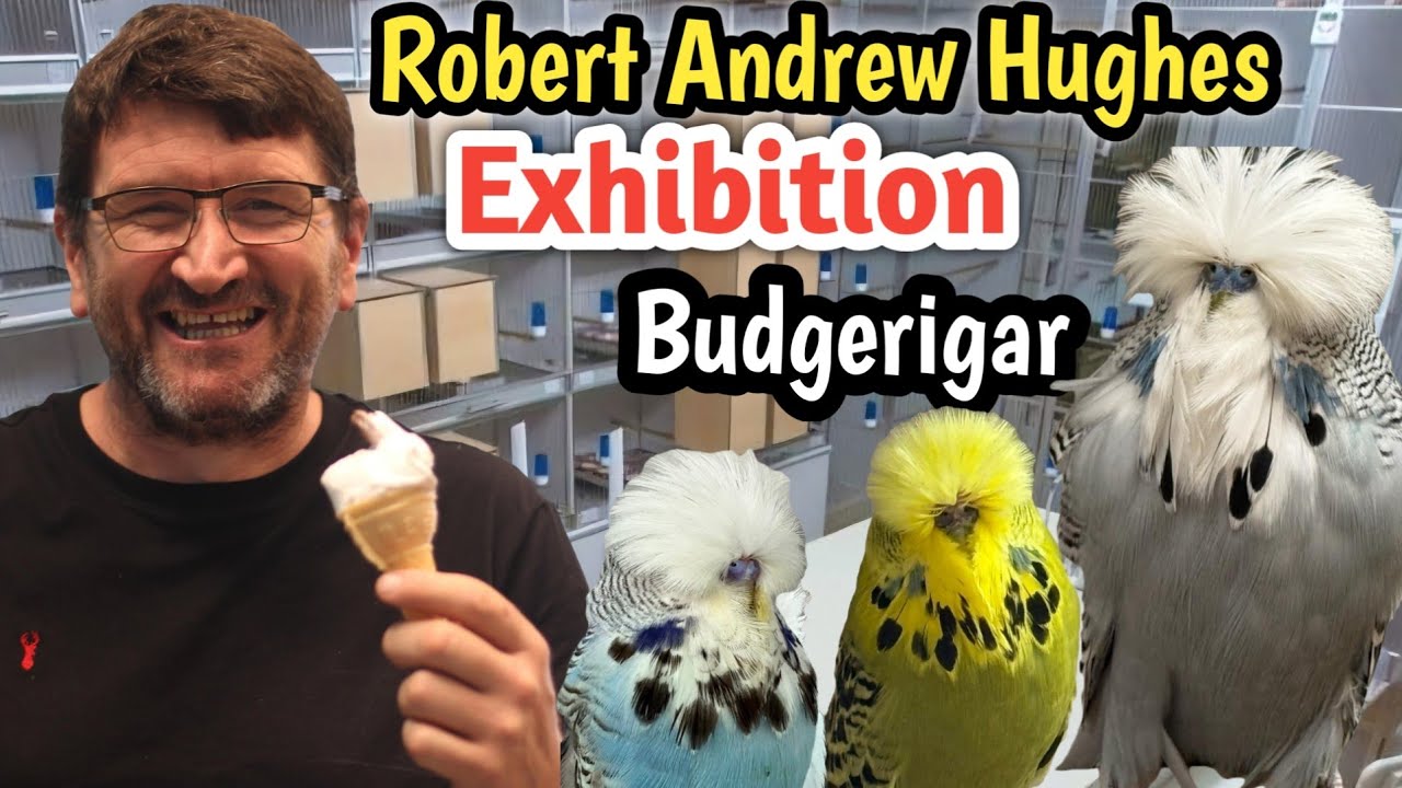 Robert Andrew Hughes Exhibition Budgies from United kingdom 🇬🇧 || UK Show Budgerigar