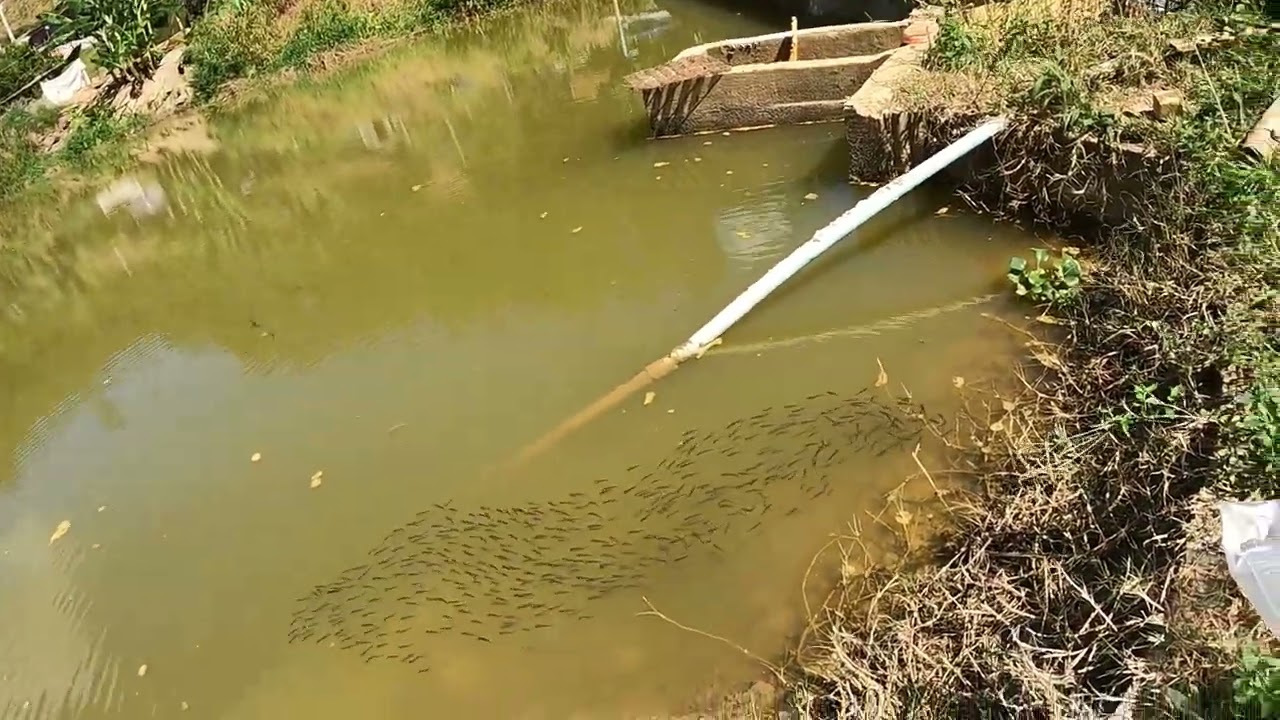 olha como é fácil o  pássaros predarem carpas capim é um peixe muito bobo