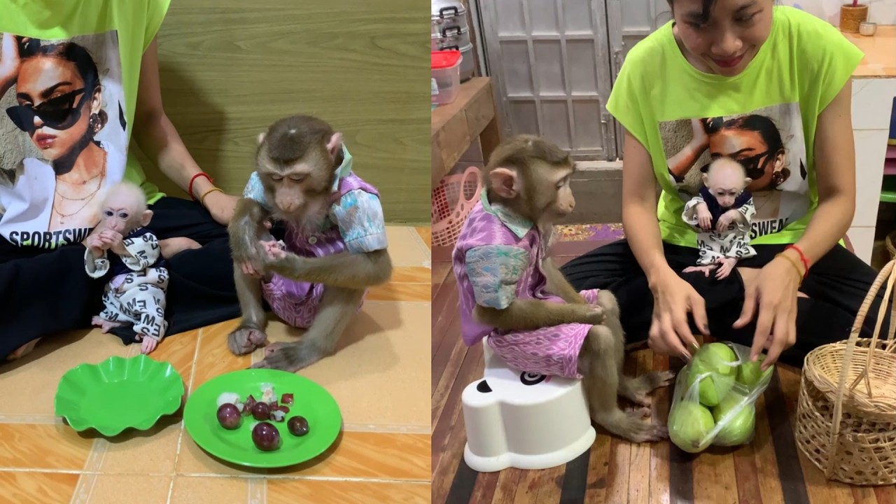 Monkey Family Enjoys Fruit Time Together 🍇🐒 | Cute Baby Monkey Moments