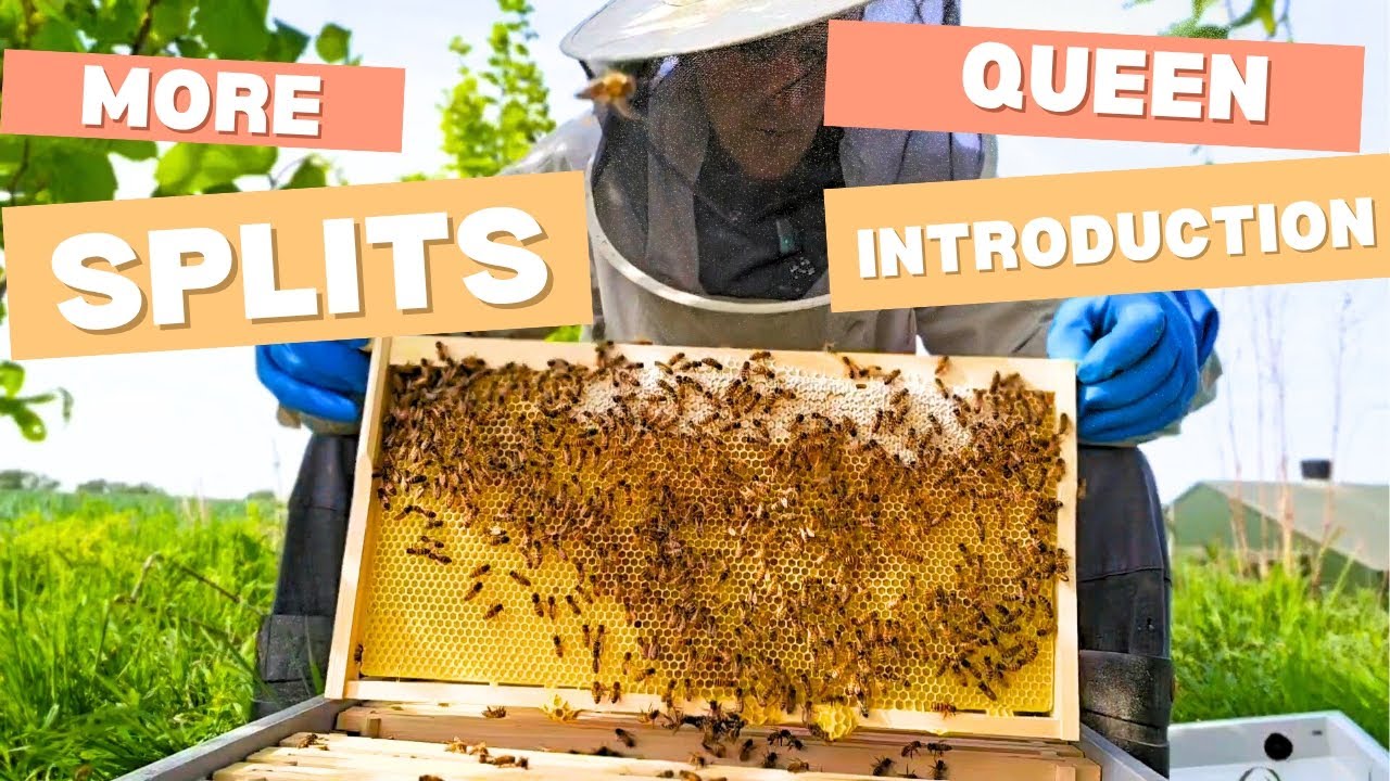 Bee queen introduction, more bigger splits, queen cages and feeding buckets 🐝