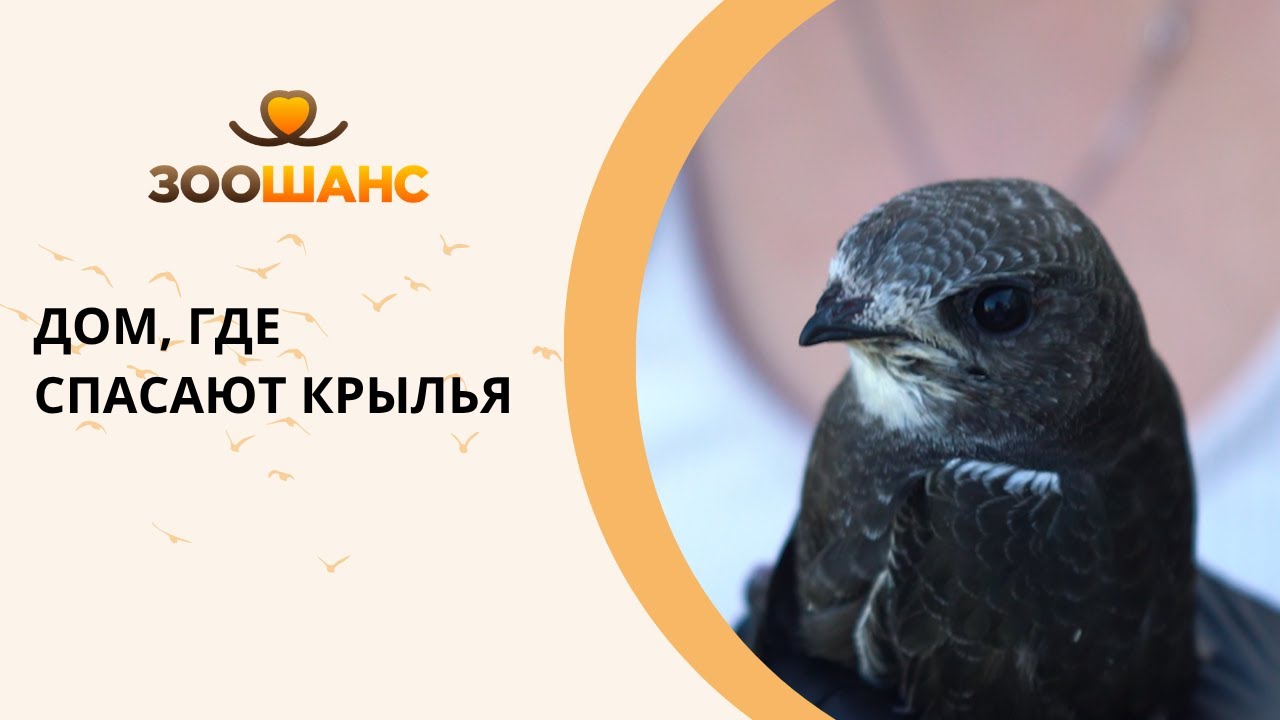 Птичкин дом: как Юля спасает стрижей и летучих мышей